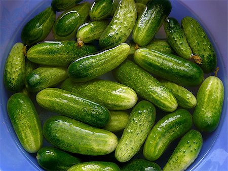 pickling gherkin - fresh harvested cucumbers preparing for pickling Stock Photo - Budget Royalty-Free & Subscription, Code: 400-07820793