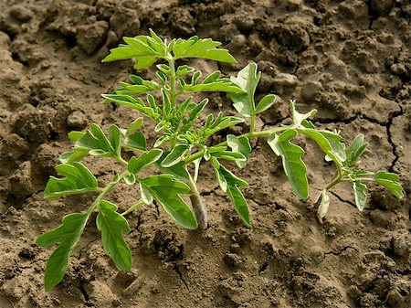 simsearch:400-05876466,k - tomato seedlings growing on a vegetable bed Stockbilder - Microstock & Abonnement, Bildnummer: 400-07820804