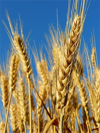 dleonis (artist) - golden wheat ears against blue sky background Foto de stock - Royalty-Free Super Valor e Assinatura, Número: 400-07820807