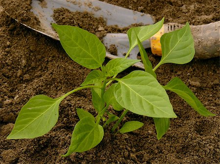 simsearch:400-07302217,k - pepper seedling and small shovel on vegetable bed Stock Photo - Budget Royalty-Free & Subscription, Code: 400-07820801