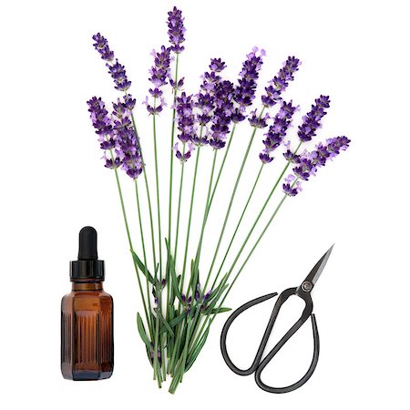 essence - Lavender herb flower stems with aromatherapy essential oil bottle and scissors over white background. Lavandula angustifolia. Stock Photo - Budget Royalty-Free & Subscription, Code: 400-07821044