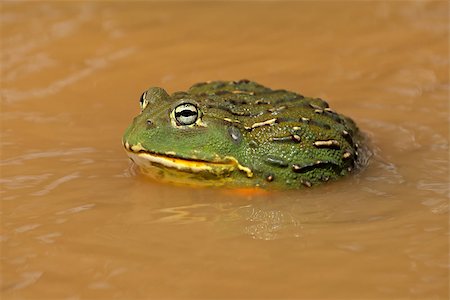 simsearch:400-04000518,k - Male African giant bullfrog (Pyxicephalus adspersus) in water, South Africa Fotografie stock - Microstock e Abbonamento, Codice: 400-07821286