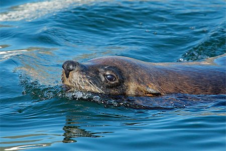 Swimming brown (Cape) fur seal (Arctocephalus pusillus), South Africa Stock Photo - Budget Royalty-Free & Subscription, Code: 400-07821288