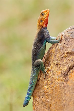 Male rainbow agama (Agama agama) in bright breeding colors, Amboseli National Park, Kenya Stockbilder - Microstock & Abonnement, Bildnummer: 400-07821294