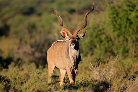 Big amle kudu antelope (Tragelaphus strepsiceros) in natural habitat, South Africa Photographie de stock - Aubaine LD & Abonnement, Code: 400-07821291