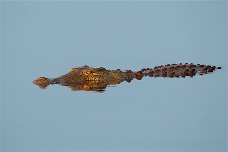 simsearch:400-06645234,k - A nile crocodile (Crocodylus niloticus) submerged in water, South Africa Photographie de stock - Aubaine LD & Abonnement, Code: 400-07821293