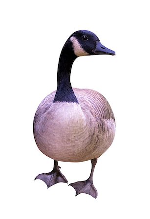 simsearch:400-06483680,k - goose Stockbilder - Microstock & Abonnement, Bildnummer: 400-07821384