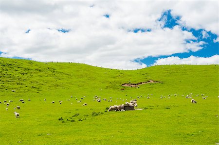simsearch:400-05684520,k - Common view in the New Zealand - hills covered by green grass with herds of sheep Stock Photo - Budget Royalty-Free & Subscription, Code: 400-07821463