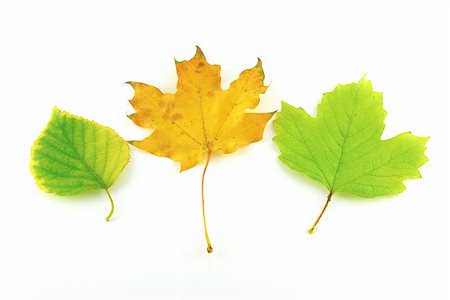 simsearch:400-07827769,k - Color autumn leaves of birch and maple over white Foto de stock - Super Valor sin royalties y Suscripción, Código: 400-07821674