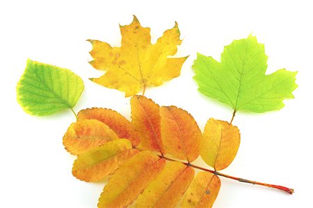 simsearch:400-07827769,k - Color autumn leaves of birch, rowan and maple over white Foto de stock - Super Valor sin royalties y Suscripción, Código: 400-07821675