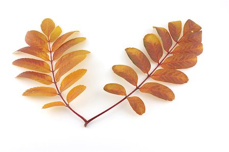 simsearch:400-07827769,k - Two twigs of rowan-tree with color autumn leaves Foto de stock - Super Valor sin royalties y Suscripción, Código: 400-07821671