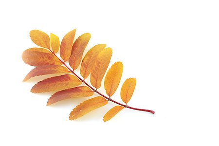 simsearch:400-07827769,k - Twig of rowan-tree with color autumn leaves Foto de stock - Super Valor sin royalties y Suscripción, Código: 400-07821672