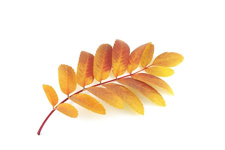 simsearch:400-07827769,k - Twig of rowan-tree with color autumn leaves Foto de stock - Super Valor sin royalties y Suscripción, Código: 400-07821673
