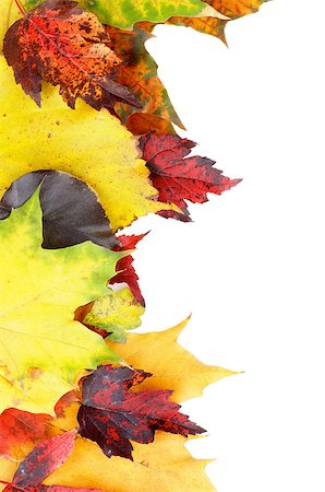 simsearch:851-02963822,k - Frame of Variegated Autumn Leafs isolated on White background Stockbilder - Microstock & Abonnement, Bildnummer: 400-07822187