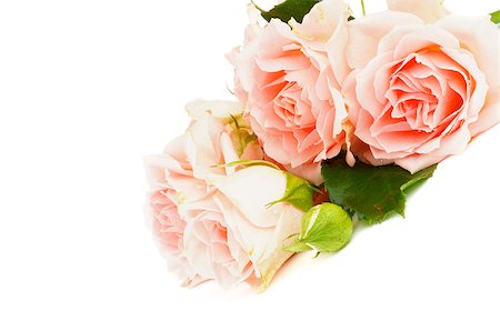 simsearch:859-03884561,k - Arrangement of Beauty Cream Pink Roses with Leafs and Bud isolated on white background Stock Photo - Budget Royalty-Free & Subscription, Code: 400-07822183