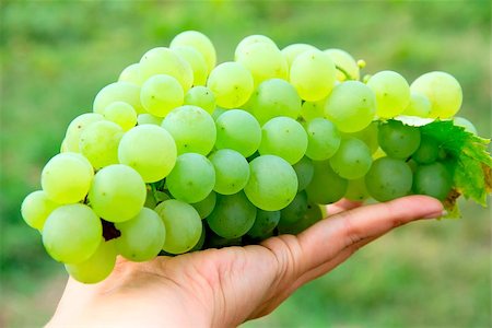 simsearch:400-07296183,k - Bunches of white grapes growing in a vineyard in the green leaves. Stock Photo - Budget Royalty-Free & Subscription, Code: 400-07822207