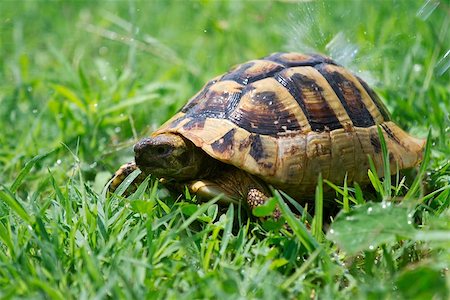 simsearch:400-07822203,k - Brown turtle creeps on green grass sunny summer afternoon. Stock Photo - Budget Royalty-Free & Subscription, Code: 400-07822203