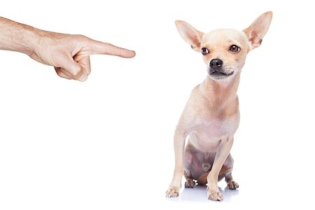 rant - chihuahua dog being punished because of bad behavior by his owner, isolated on white background Stock Photo - Budget Royalty-Free & Subscription, Code: 400-07822385