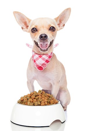 simsearch:400-06927182,k - hungry chihuahua dog with a food bowl , isolated on white background Stockbilder - Microstock & Abonnement, Bildnummer: 400-07822396