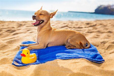 simsearch:400-08158248,k - chihuahua dog at the ocean shore beach with yellow rubber duck while resting on blue towel Fotografie stock - Microstock e Abbonamento, Codice: 400-07822397