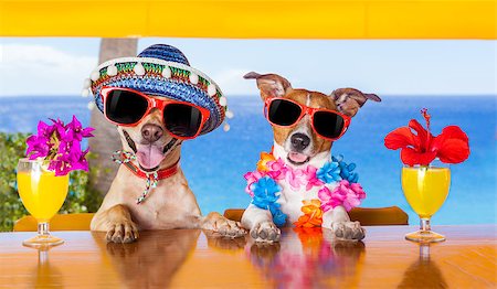 two funny dogs drinking cocktails at the bar in a  beach club party with ocean view Stock Photo - Budget Royalty-Free & Subscription, Code: 400-07822393