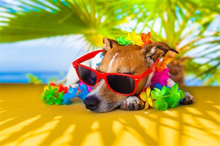 simsearch:400-08159205,k - jack russell dog under the shadow of a palm tree relaxing and resting Stock Photo - Budget Royalty-Free & Subscription, Code: 400-07822405