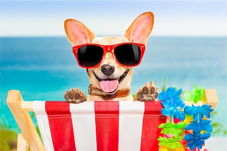 simsearch:400-08159708,k - chihuahua dog at the beach having a a relaxing time on a hammock while sun tanning Foto de stock - Royalty-Free Super Valor e Assinatura, Número: 400-07822409