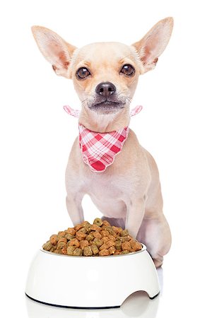 simsearch:400-06927182,k - hungry chihuahua dog with a food bowl and red napkin, isolated on white background Stockbilder - Microstock & Abonnement, Bildnummer: 400-07822415