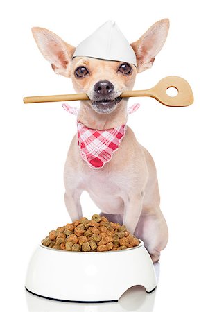 simsearch:400-06927182,k - chef cook chihuahua dog with a food bowl holding a cooking spoon in mouth , isolated on white background Stockbilder - Microstock & Abonnement, Bildnummer: 400-07822417