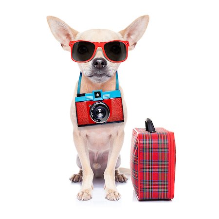 simsearch:400-08158248,k - chihuahua dog with photo camera ready for  summer vacation , isolated on white background Fotografie stock - Microstock e Abbonamento, Codice: 400-07822418