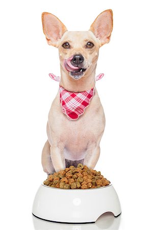 simsearch:400-06927182,k - hungry terrier dog with a food bowl sticking out its tongue , isolated on white background Stockbilder - Microstock & Abonnement, Bildnummer: 400-07822429