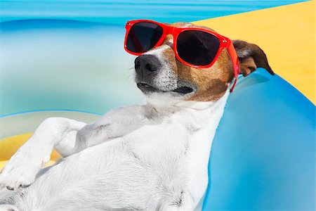 simsearch:400-08159708,k - Dog lying on air mattress by the swimming pool sun tanning with sunglasses relaxing and resting Foto de stock - Royalty-Free Super Valor e Assinatura, Número: 400-07822420