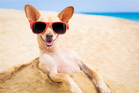 dog in heat - cool chihuahua dog at the beach wearing sunglasses Foto de stock - Super Valor sin royalties y Suscripción, Código: 400-07822433