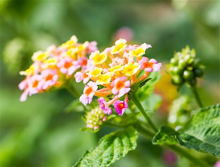 Lantana camara flowers blooming at the park Foto de stock - Super Valor sin royalties y Suscripción, Código: 400-07822934