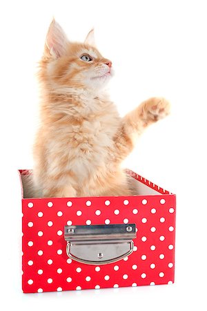 simsearch:400-07896311,k - portrait of a purebred  maine coon kitten on a white background Foto de stock - Super Valor sin royalties y Suscripción, Código: 400-07822998