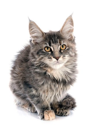 simsearch:400-06334001,k - portrait of a purebred  maine coon kitten on a white background Foto de stock - Super Valor sin royalties y Suscripción, Código: 400-07823004