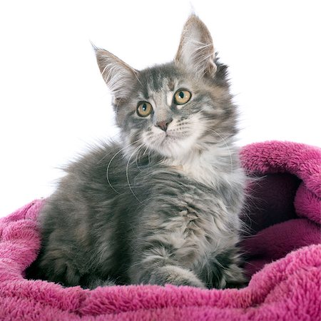 simsearch:400-06857345,k - portrait of a purebred  maine coon kitten on a white background Photographie de stock - Aubaine LD & Abonnement, Code: 400-07823005