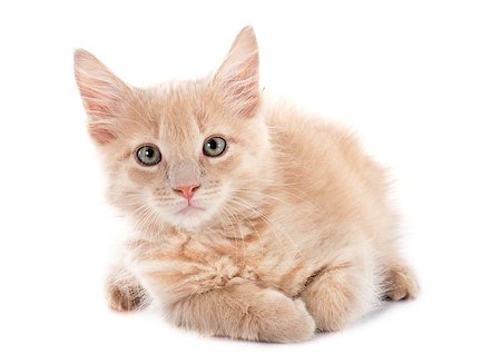 simsearch:400-06694571,k - portrait of a purebred  maine coon kitten on a white background Foto de stock - Super Valor sin royalties y Suscripción, Código: 400-07823000