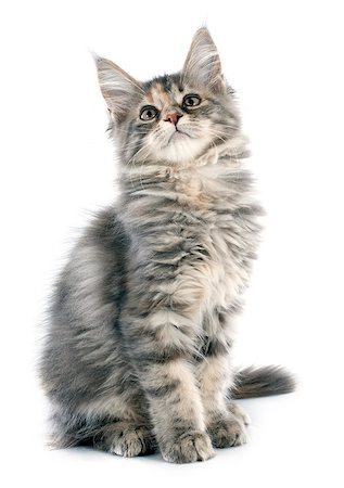simsearch:400-06334001,k - portrait of a purebred  maine coon kitten on a white background Foto de stock - Super Valor sin royalties y Suscripción, Código: 400-07823003