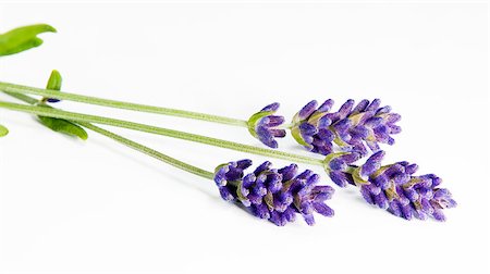 simsearch:400-06069986,k - A shot of three sprigs of lavender on the white background Stock Photo - Budget Royalty-Free & Subscription, Code: 400-07823017