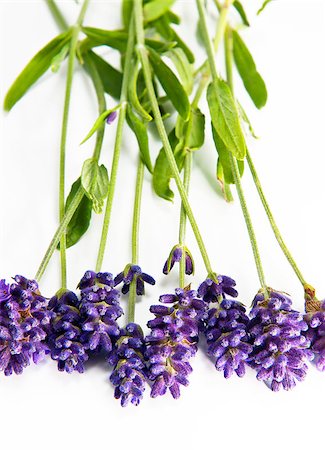 simsearch:400-06069986,k - A shot of sprigs of lavender on the white background Stock Photo - Budget Royalty-Free & Subscription, Code: 400-07823018