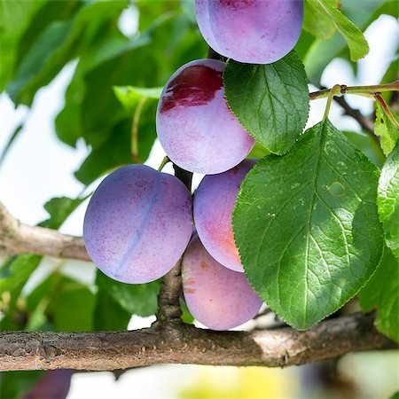 simsearch:400-07513164,k - Plums on a tree in a garden Stockbilder - Microstock & Abonnement, Bildnummer: 400-07823027