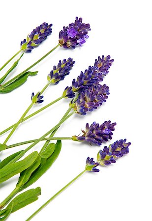 simsearch:400-06069986,k - A shot of lavender sprigs on the white background Stock Photo - Budget Royalty-Free & Subscription, Code: 400-07823020