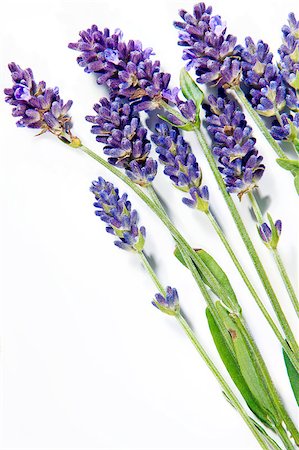 simsearch:400-06069986,k - A shot of lavender sprigs on the white background Stock Photo - Budget Royalty-Free & Subscription, Code: 400-07823021