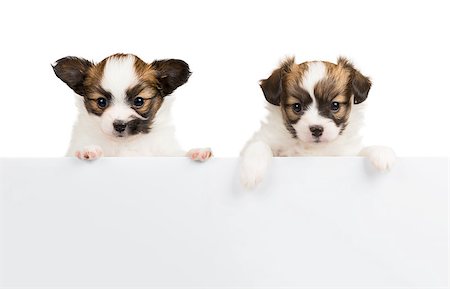 simsearch:400-07513010,k - Two Papillon puppy, 1 month old, relies on blank banner. White background Stock Photo - Budget Royalty-Free & Subscription, Code: 400-07823037