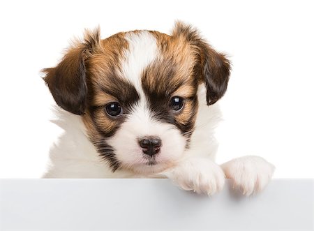 simsearch:400-07513010,k - Cute Papillon puppy age of one month relies on blank banner. White background Stock Photo - Budget Royalty-Free & Subscription, Code: 400-07823038