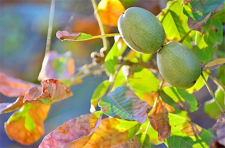 simsearch:400-07822203,k - ripe walnut on a tree in fall time Stock Photo - Budget Royalty-Free & Subscription, Code: 400-07823125