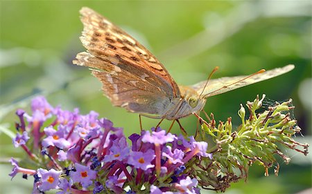 simsearch:400-04330574,k - Agraulis vanillae butterfly in autumn time Foto de stock - Super Valor sin royalties y Suscripción, Código: 400-07823130