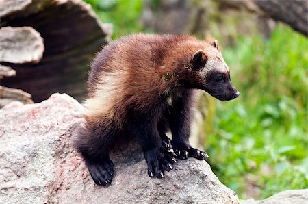 simsearch:400-07087733,k - The wolverine (called also glutton, carcajou, skunk bear, or quickhatch). Foto de stock - Royalty-Free Super Valor e Assinatura, Número: 400-07823329