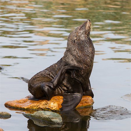 simsearch:400-07087477,k - South American sea lion resting on a rock Foto de stock - Royalty-Free Super Valor e Assinatura, Número: 400-07823541